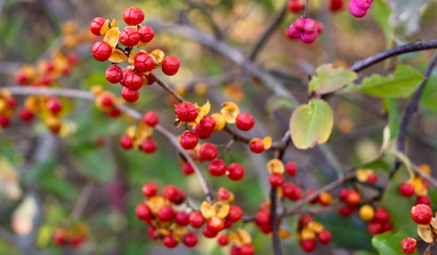 Roundleaf bittersweet's ripe berries