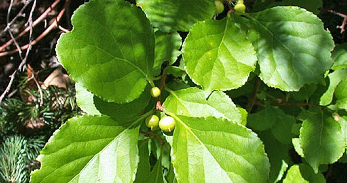 Roundleaf bittersweet's foliage and unripe berries