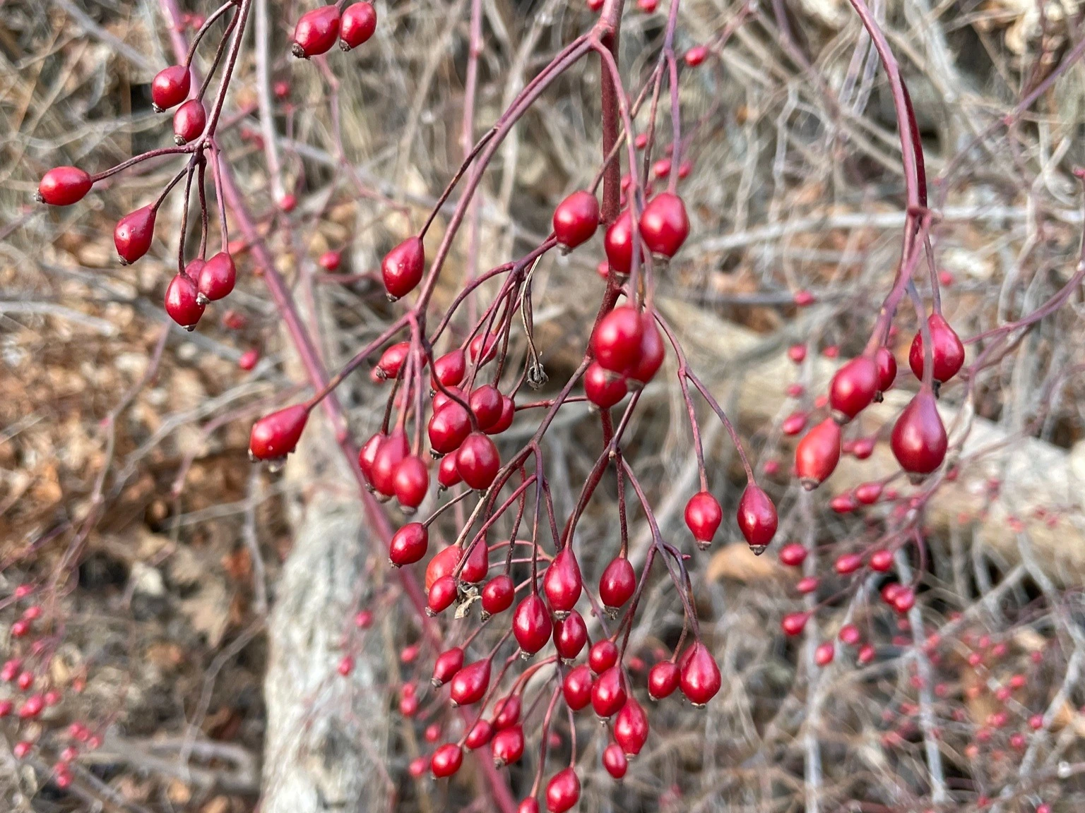 Multiflora rose ripe berries