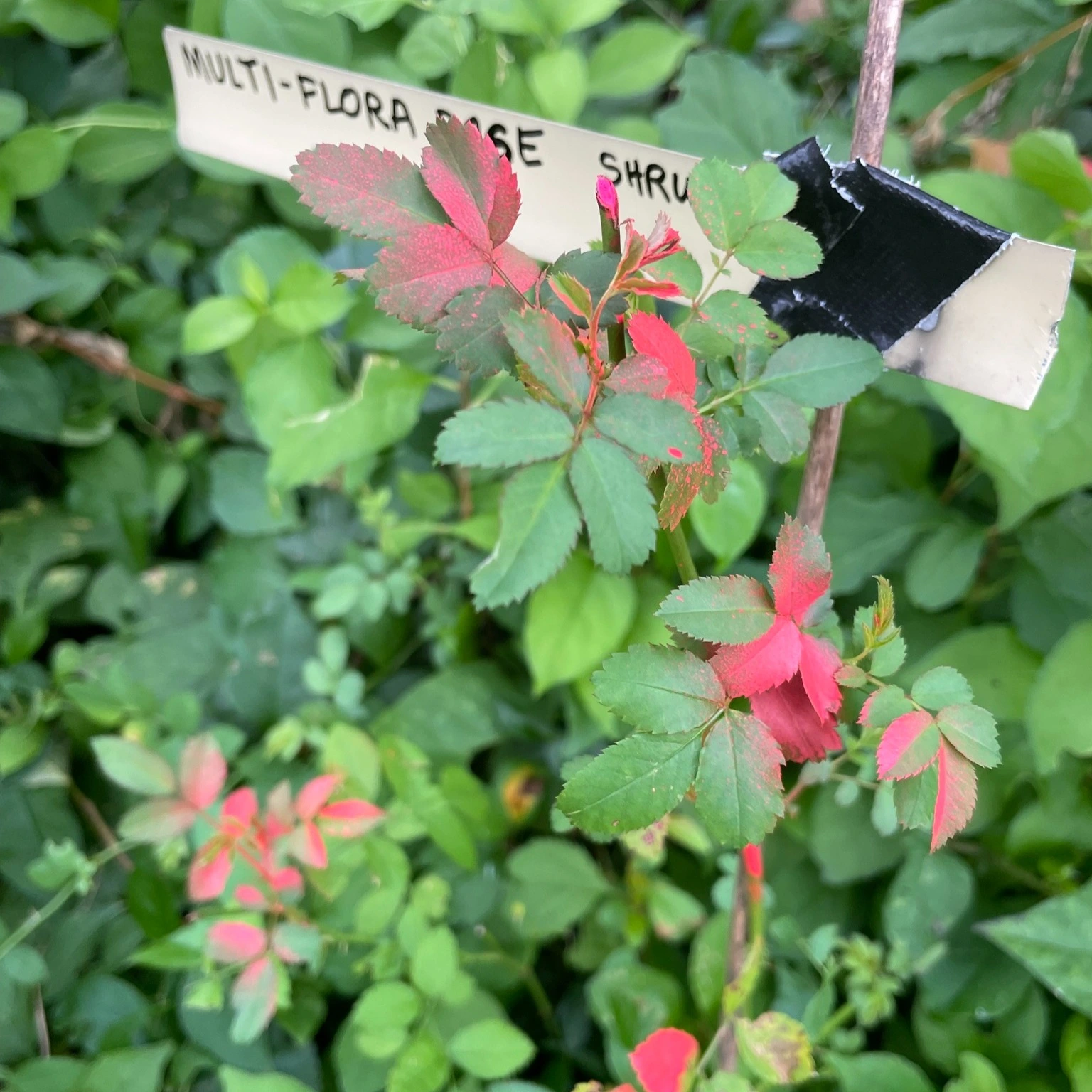 Multiflora rose foliage