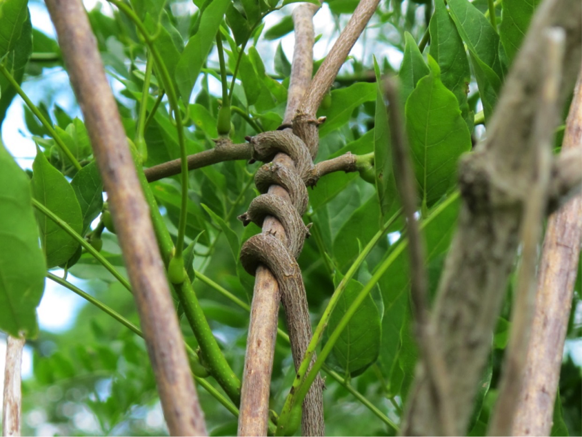 Roundleaf bittersweet, strangling a tree