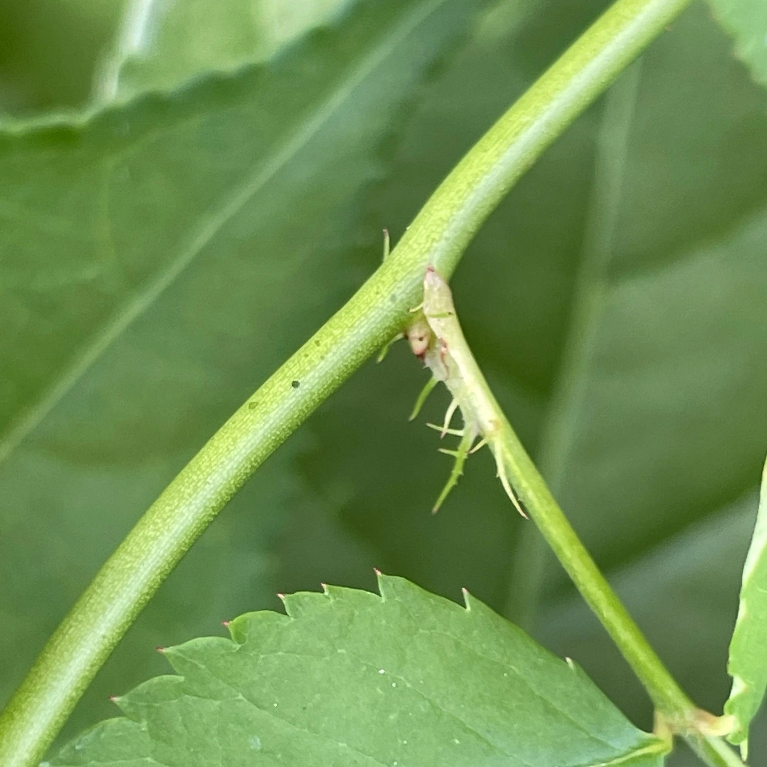 Multiflora rose fringe