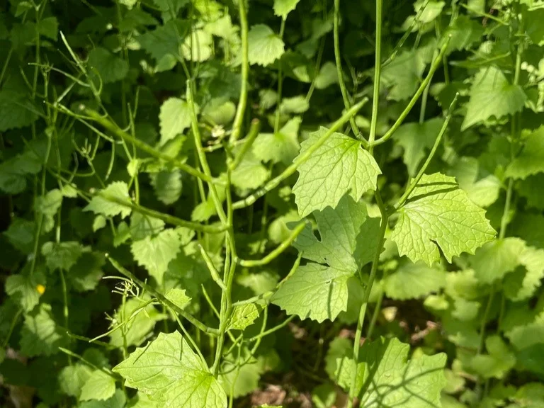 Garlic mustard seed pods
