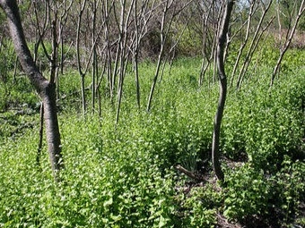 Garlic mustard invading a woodland