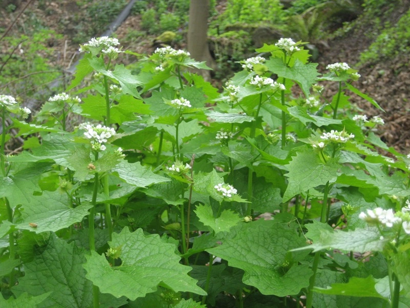 Garlic mustard