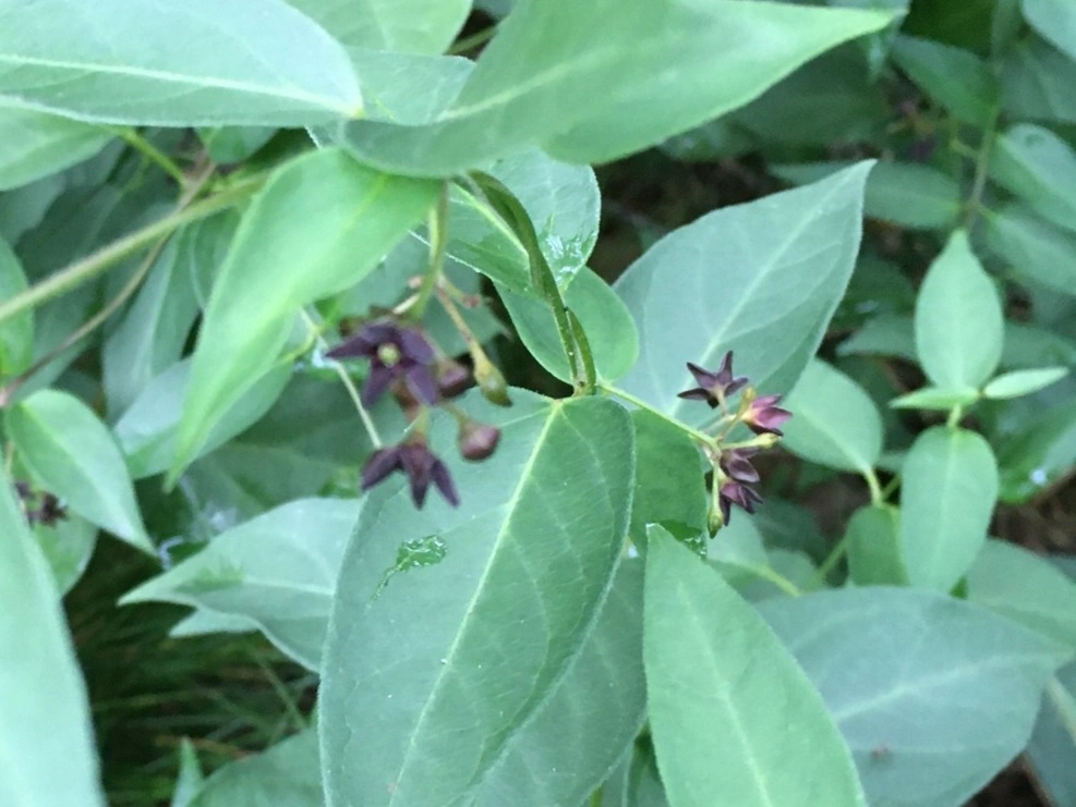 Black swallow-wort in bloom