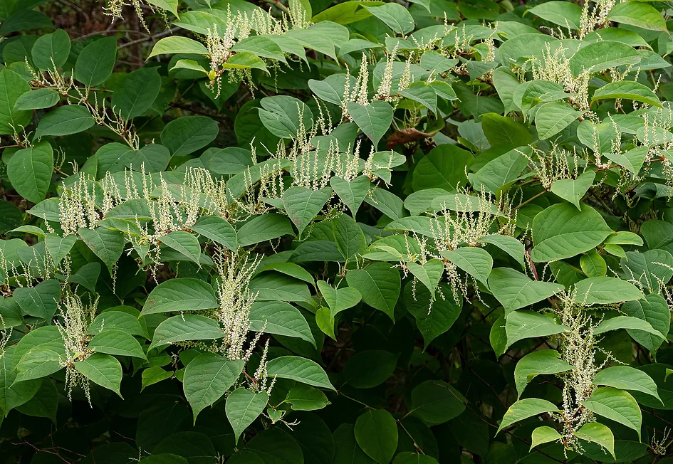 Japanese knotweed in bloom
