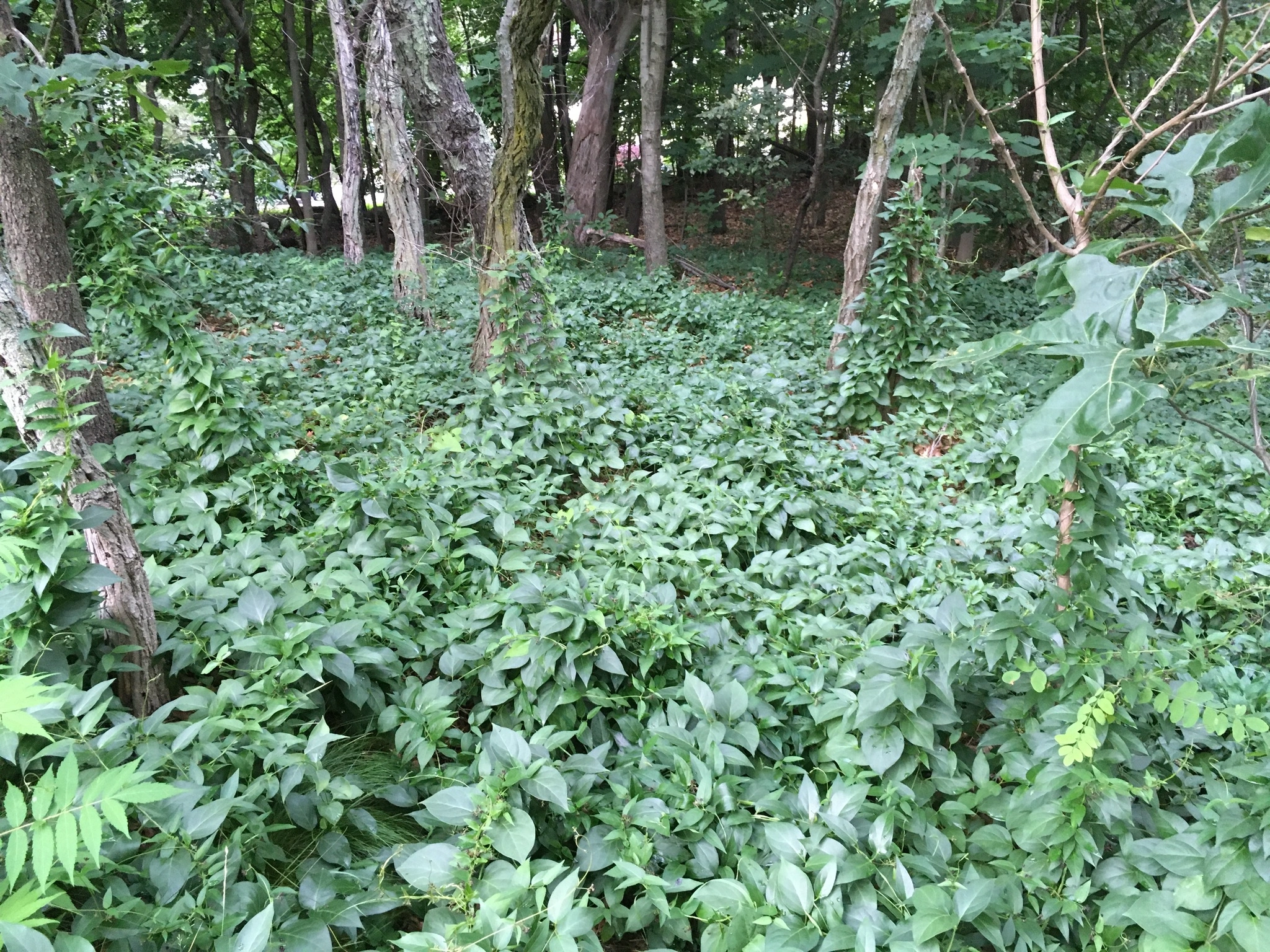 Black swallow-wort large infestation