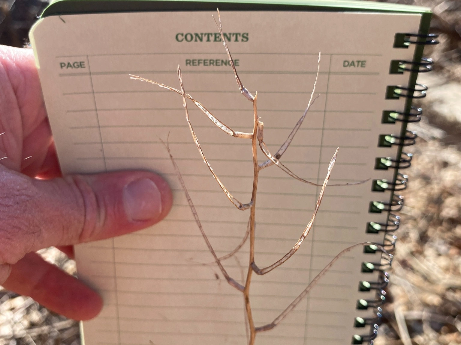 Dried garlic mustard