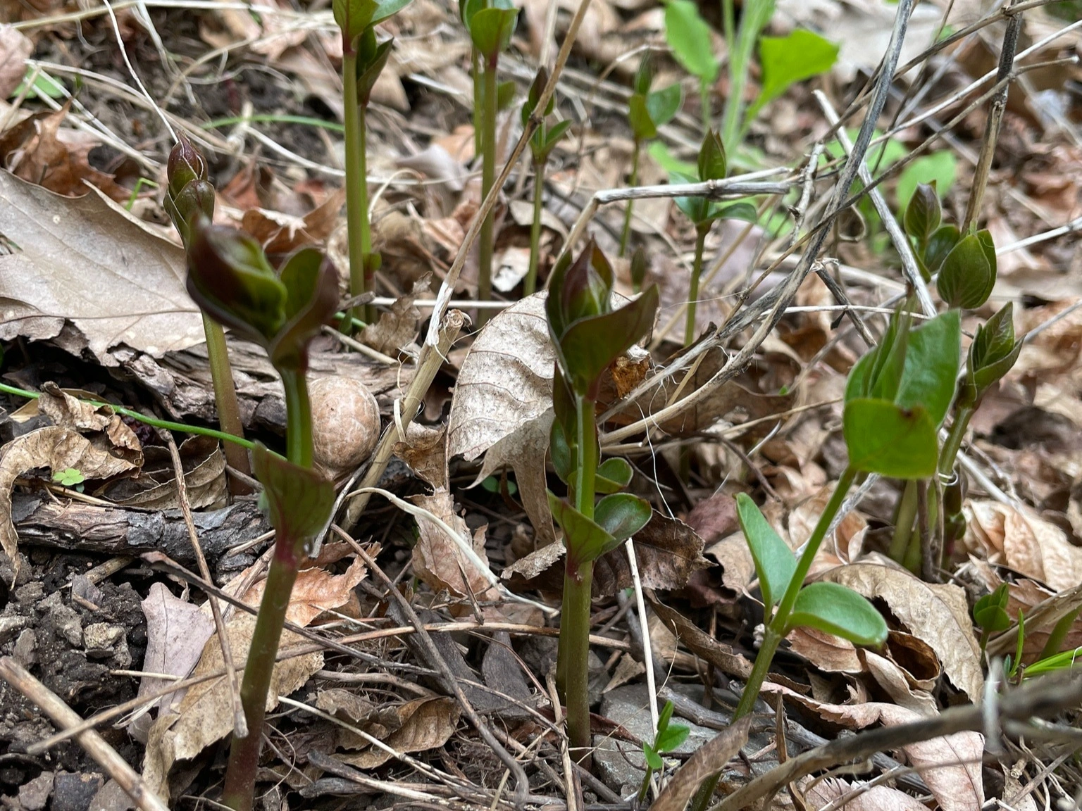 Black swallow-wort new shoots