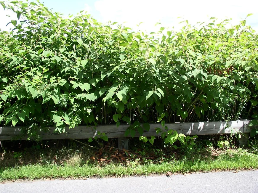 Japanese knotweed along the bikepath