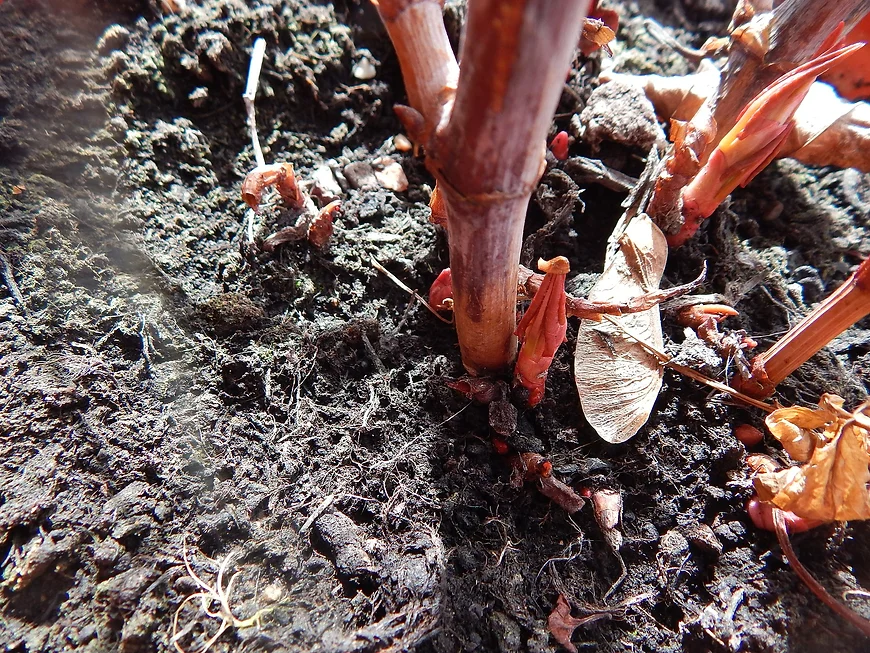 Japanese knotweed newly emerged shoots