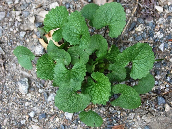 First year basal rosette