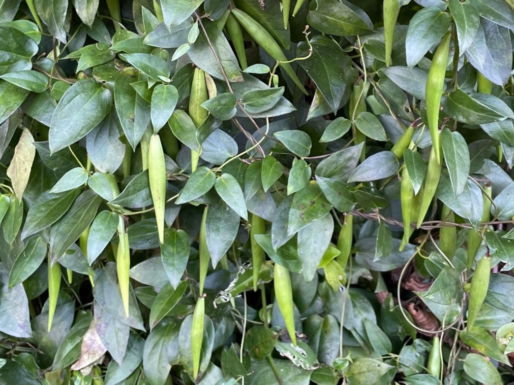Black swallow-wort pods